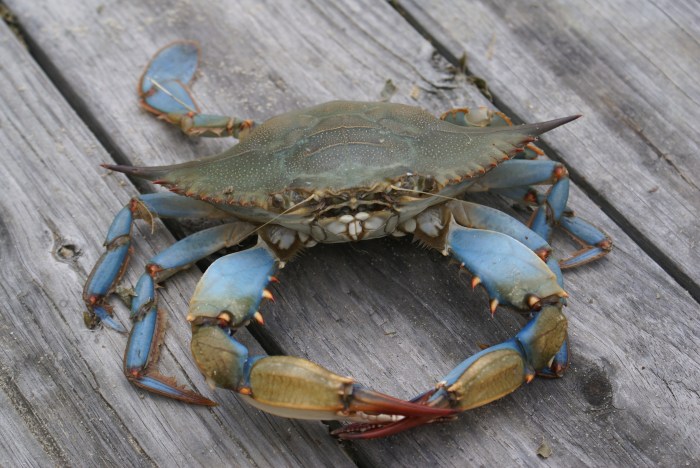  How to Cook Blue Crabs Maryland Style – A Delicious Seafood Adventure