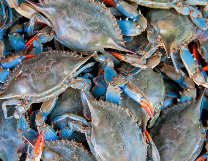 How to cook blue crabs maryland style