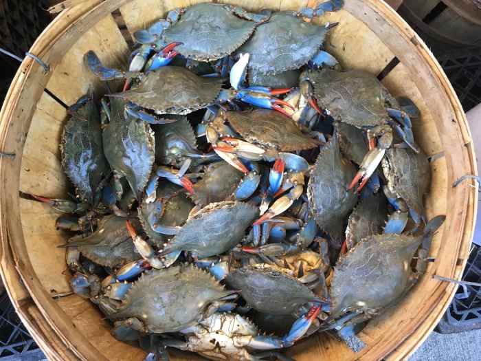 How to cook blue crabs maryland style